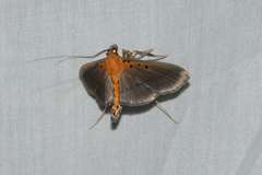 Filodes fulvidorsalis