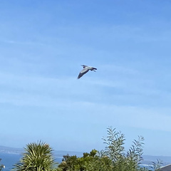 Ardea melanocephala