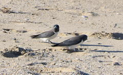 Artamus leucorynchus