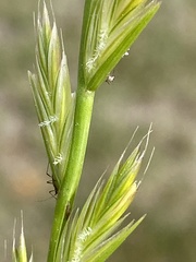 Lolium multiflorum