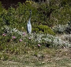 Ardea melanocephala