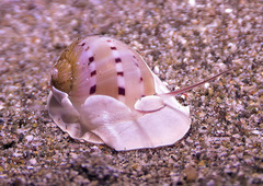 Naticarius alapapilionis