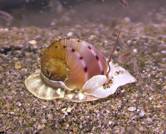 Naticarius alapapilionis