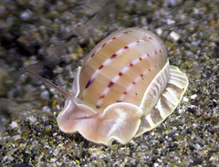 Naticarius alapapilionis