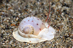 Naticarius alapapilionis