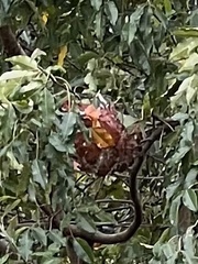 Oecophylla longinoda