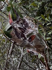 Oecophylla longinoda