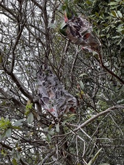 Oecophylla longinoda