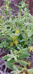 Tetragonia