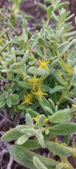 Tetragonia