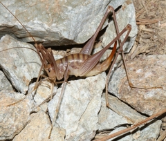 Dolichopoda bormansi