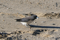 Artamus leucorynchus