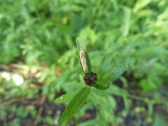 Eucosma cana