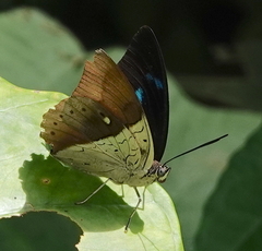 Archaeoprepona amphimachus