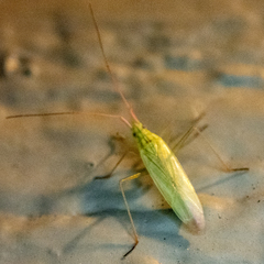 Trigonotylus caelestialium