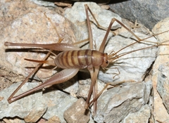 Dolichopoda bormansi