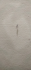 Ponerinae