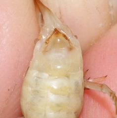 Dolichopoda bormansi