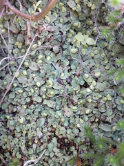 Plagiochasma rupestre