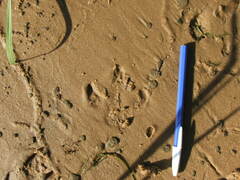 Hydrochoerus hydrochaeris