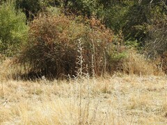 Echium vulgare