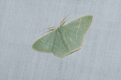 Pelagodes antiquadraria