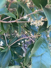 Osmanthus fragrans