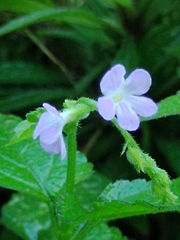 Verbenaceae