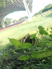 Anartia fatima
