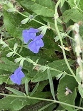 Salvia azurea