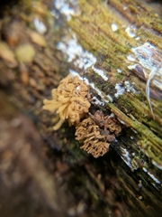 Arcyria obvelata