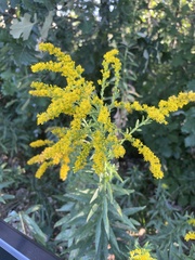 Solidago altissima