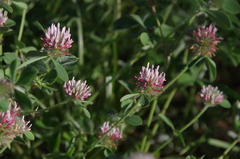 Trifolium hirtum