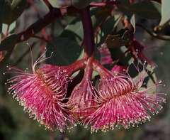Eucalyptus pyriformis