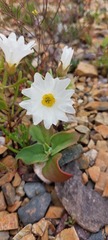 Nolana baccata