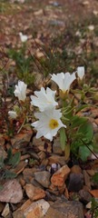 Nolana baccata
