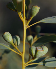 Eucalyptus eudesmioides