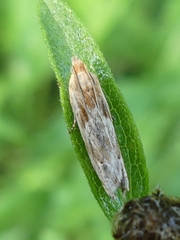 Eucosma cana