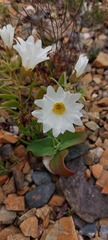 Nolana baccata