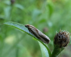 Eucosma cana