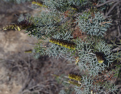Grevillea armigera