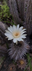 Trichocereus deserticola