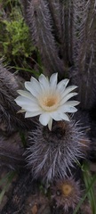 Trichocereus deserticola