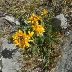 Jacobaea carniolica