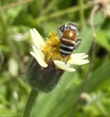 Apis florea