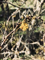 Vachellia caven