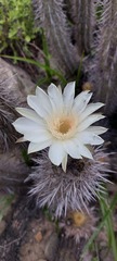 Trichocereus deserticola