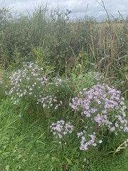 Symphyotrichum puniceum