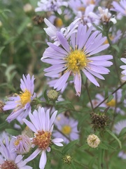 Symphyotrichum puniceum