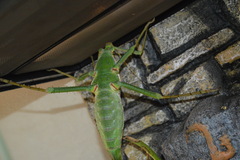 Heteropteryx dilatata